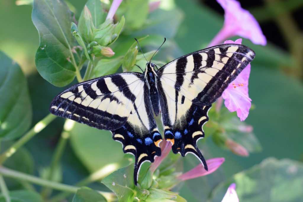Yellow swallowtail butterfly on pink four o'clock flowers