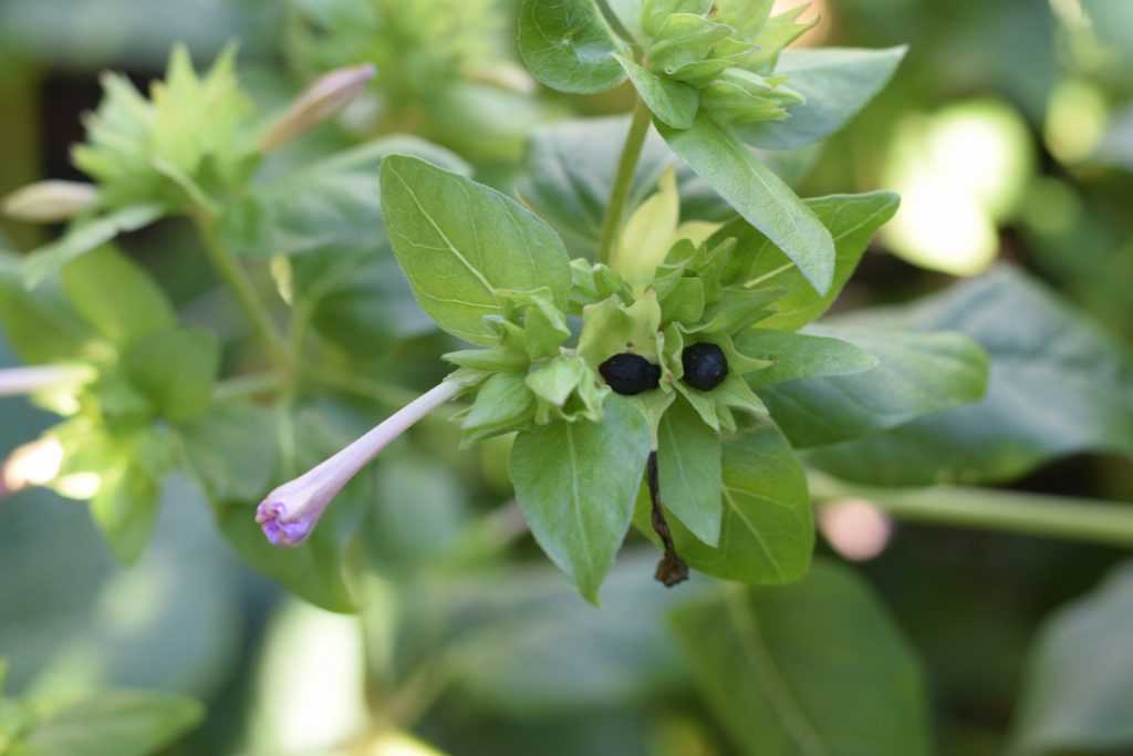 black seeds with green leaves