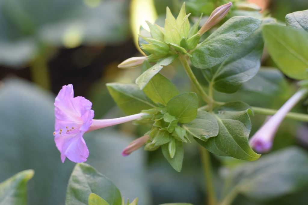 side view of pink four o'clock flower