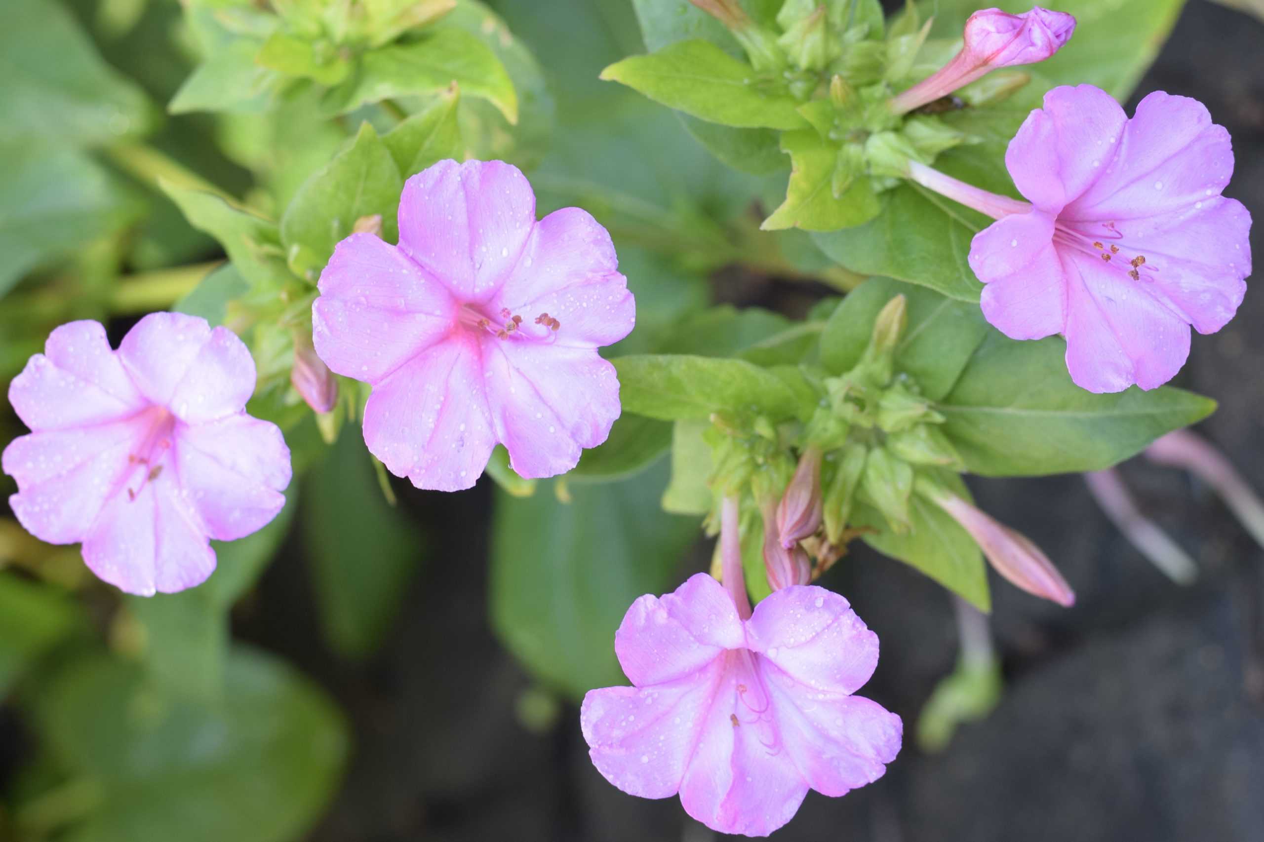 Pink four o'clock flowers