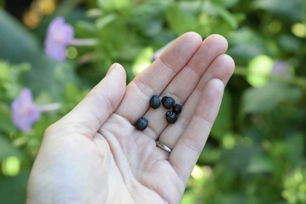 large black seeds in hand