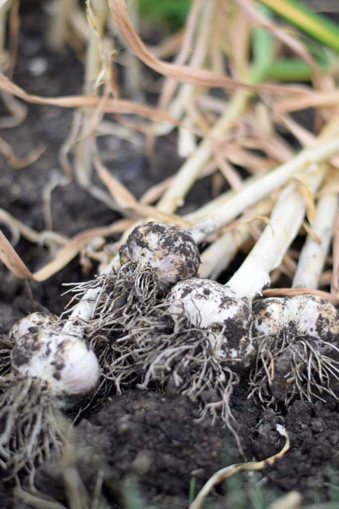 freshly dug garlic