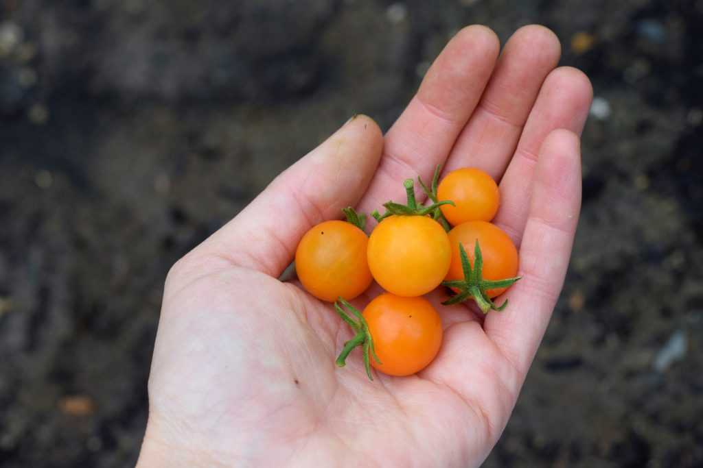Sunsugar orange cherry tomatoes held in hand