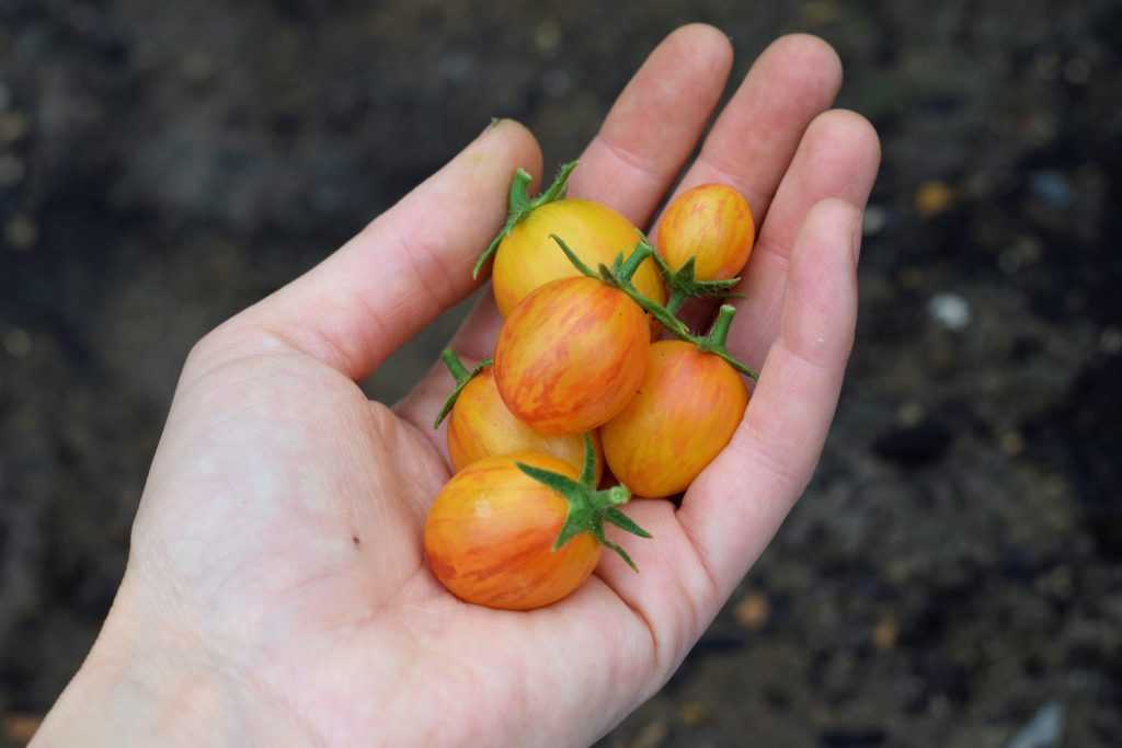 Bumblebee Sunrise small red and yellow striped tomatoes held in hand