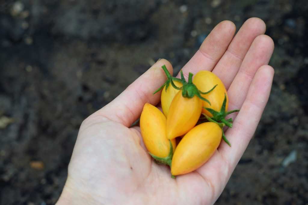 Blush yellow cherry tomatoes held in hand