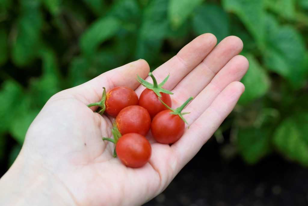 Sugar Rush red cherry tomatoes held in hand