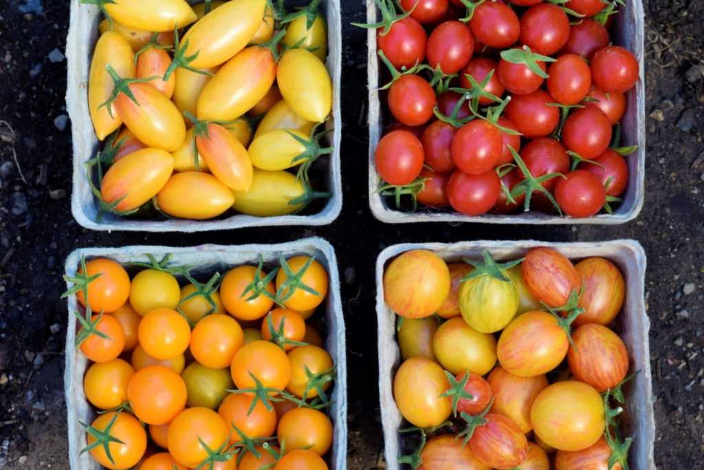 Orange yellow red cherry tomatoes