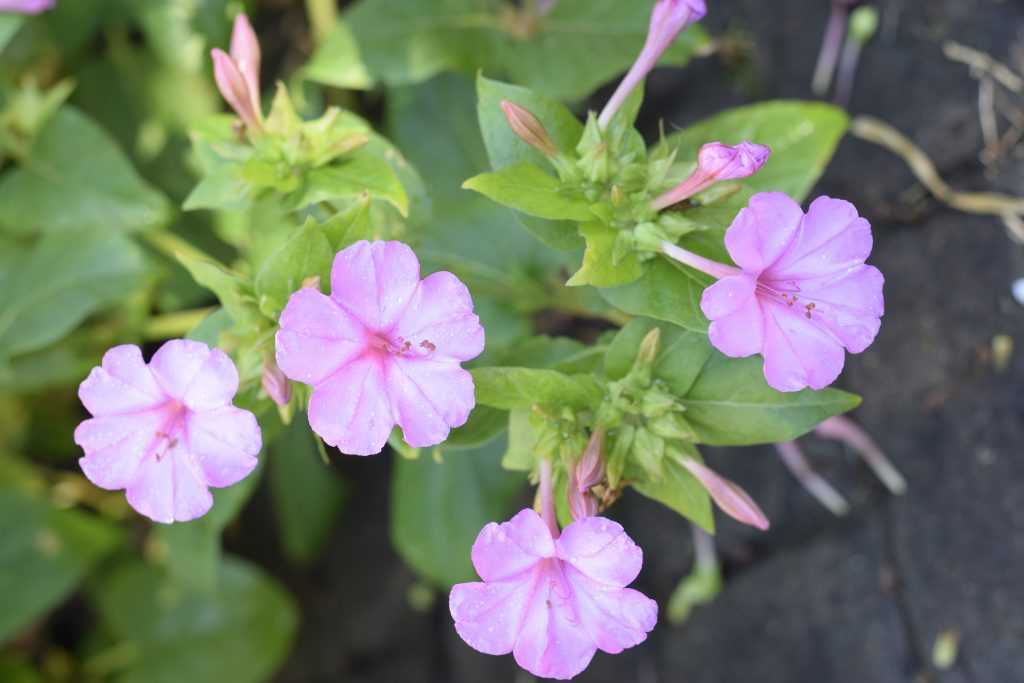 pink four o'clock flowers