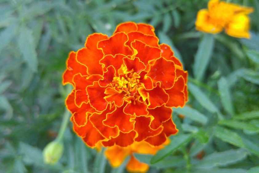 Marigold flower