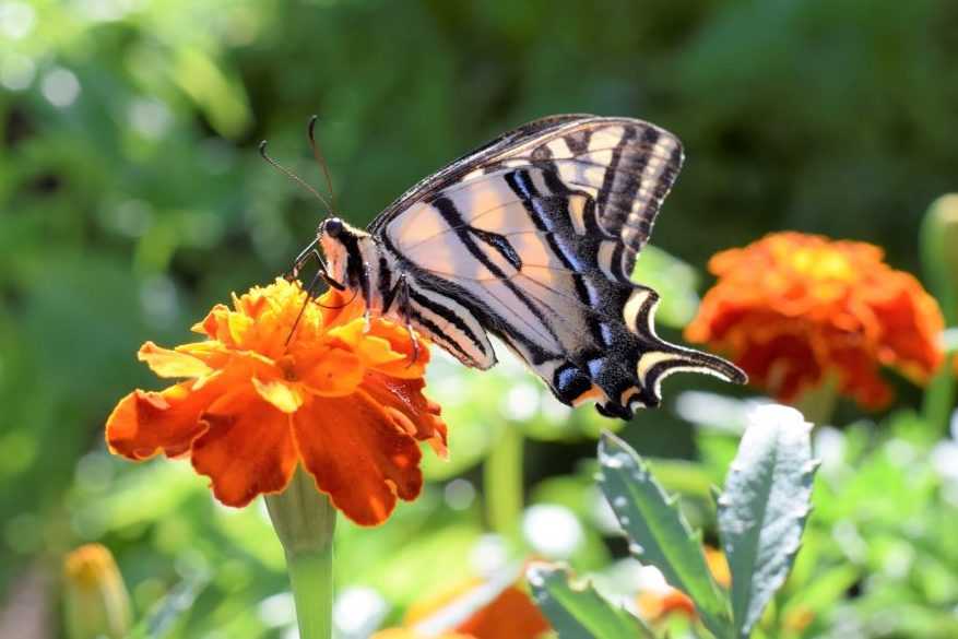 Butterfly sitting on marigold flower