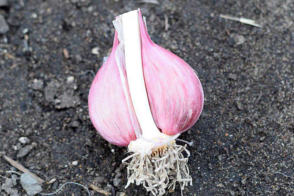 Hardneck garlic has one row of cloves around a stiff woody stem.