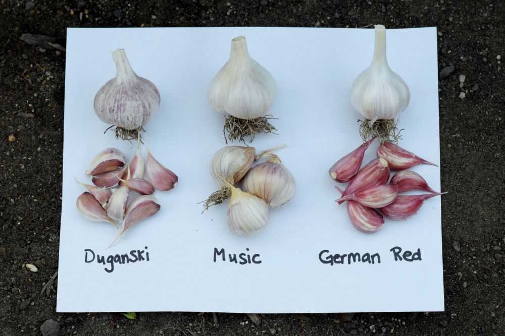 Duganski, Music, and German Red garlic