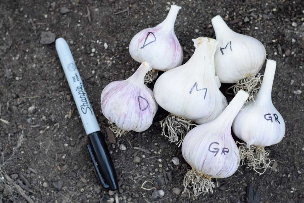 Label your garlic to tell them apart.