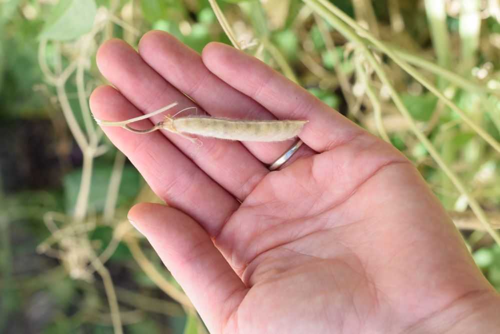 Brown seed pod held in hand.