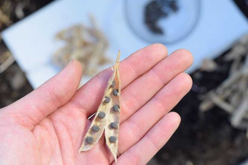 Sweet pea seed pod held in hand.