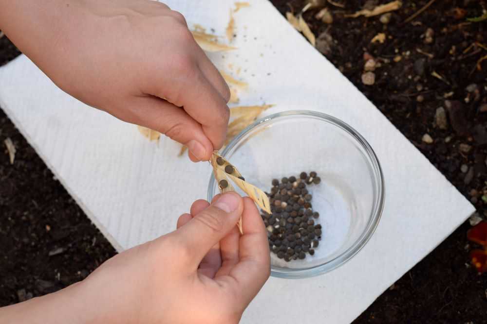 Removing sweet pea seeds from seed pod.