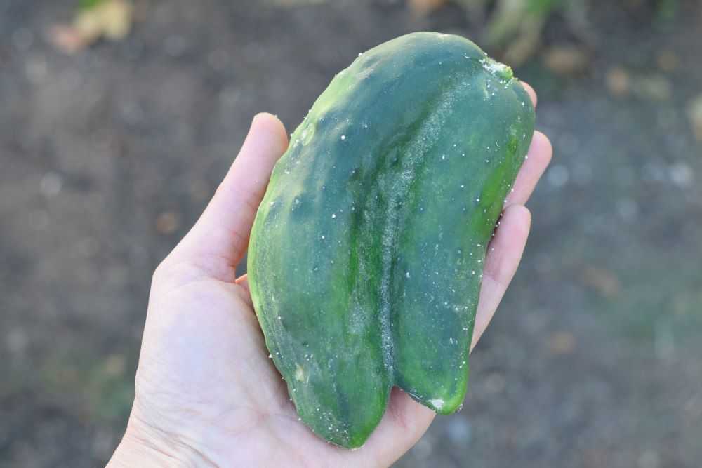 Two cucumbers grown together