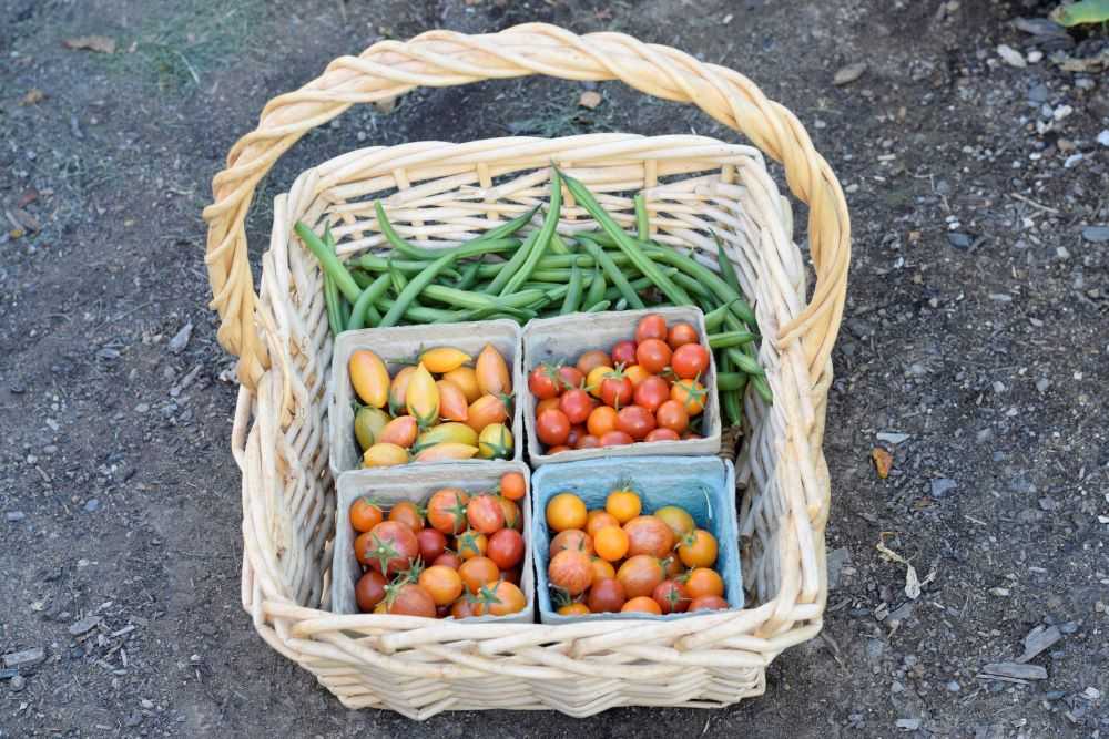 Cherry tomatoes and green beans in a basket