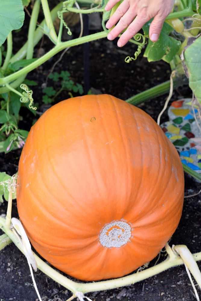 Orange pumpkin in the garden