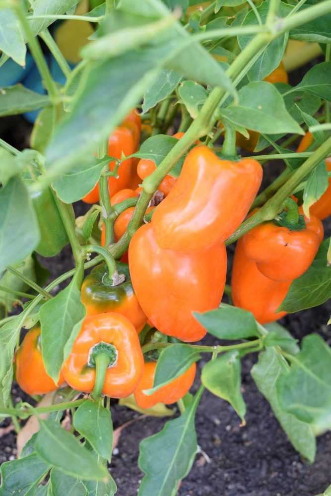 Orange peppers on plant