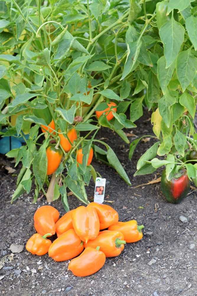 Orange peppers and orange pepper plant