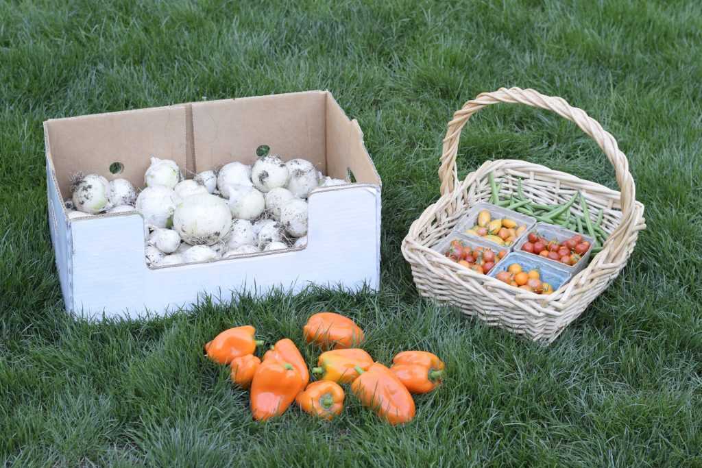 Onions, peppers, tomatoes, and green beans