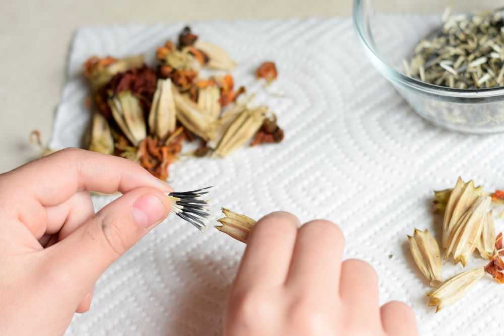 Taking marigold seeds out of seed heads