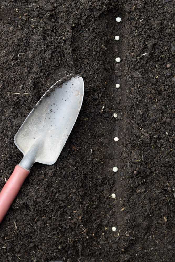 Planting pea seeds with a trowel.