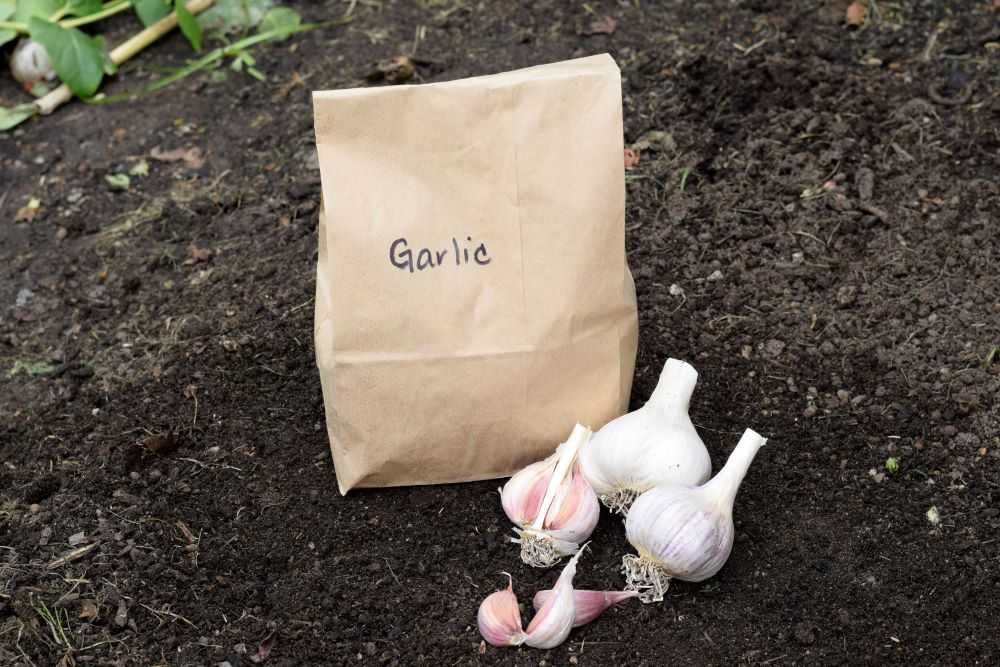 Garlic in a bag ready for fall planting