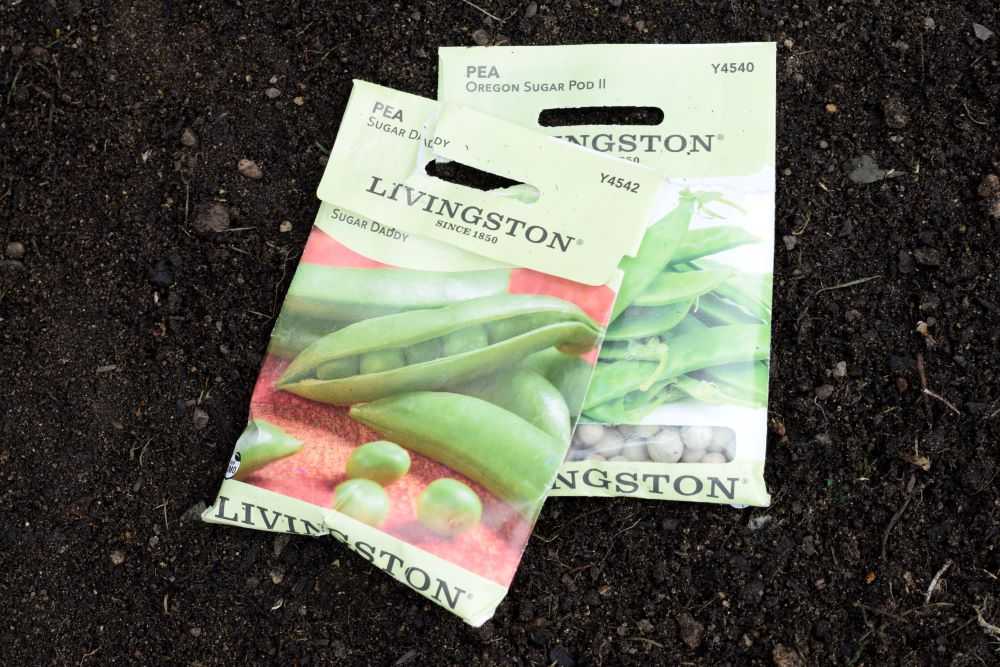 Pea seed packets in the dirt.