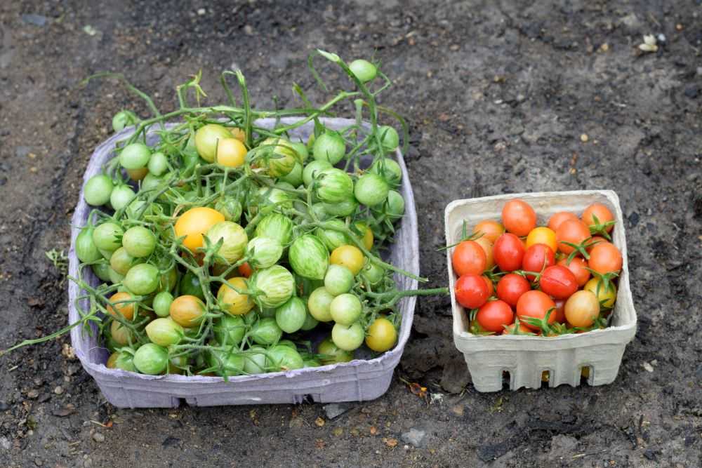 Green cherry tomatoes and red cherry tomatoes