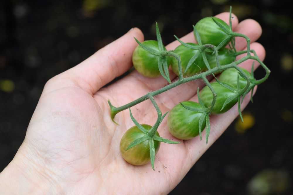Green cherry tomatoes held in hand