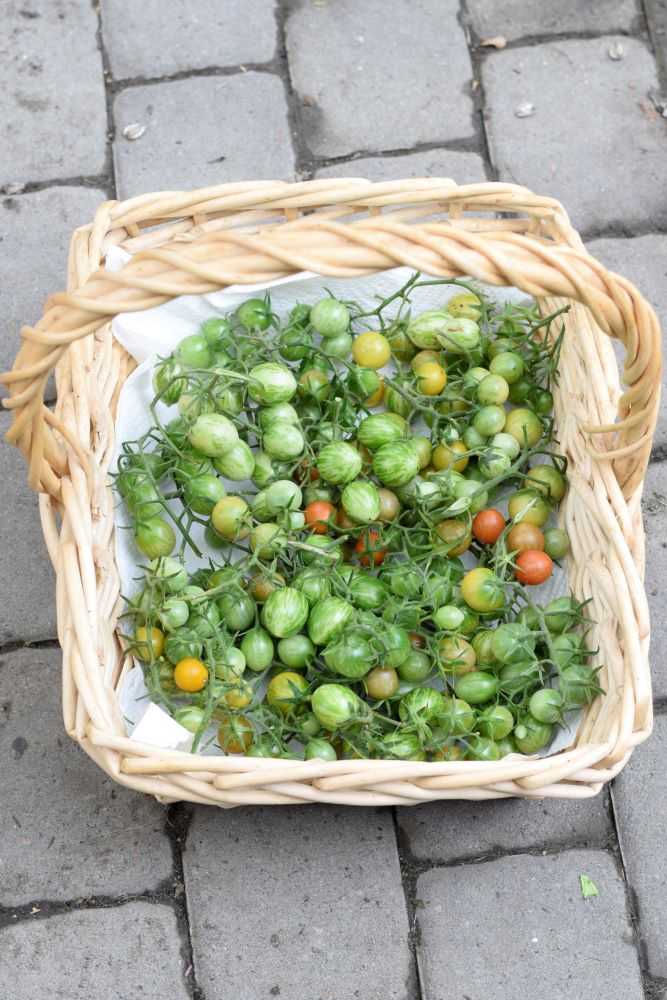 Green cherry tomatoes in a basket
