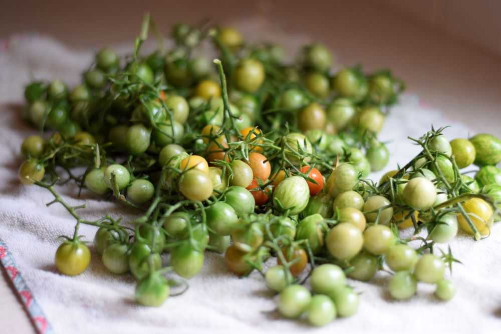 Green cherry tomatoes drying on a towel