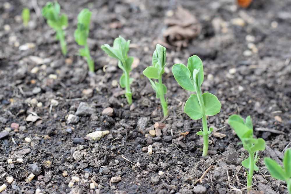 Pea seedlings.