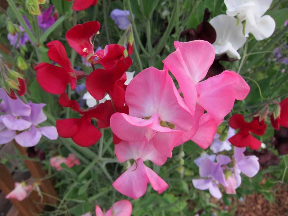 Pink and red sweet pea flowers.