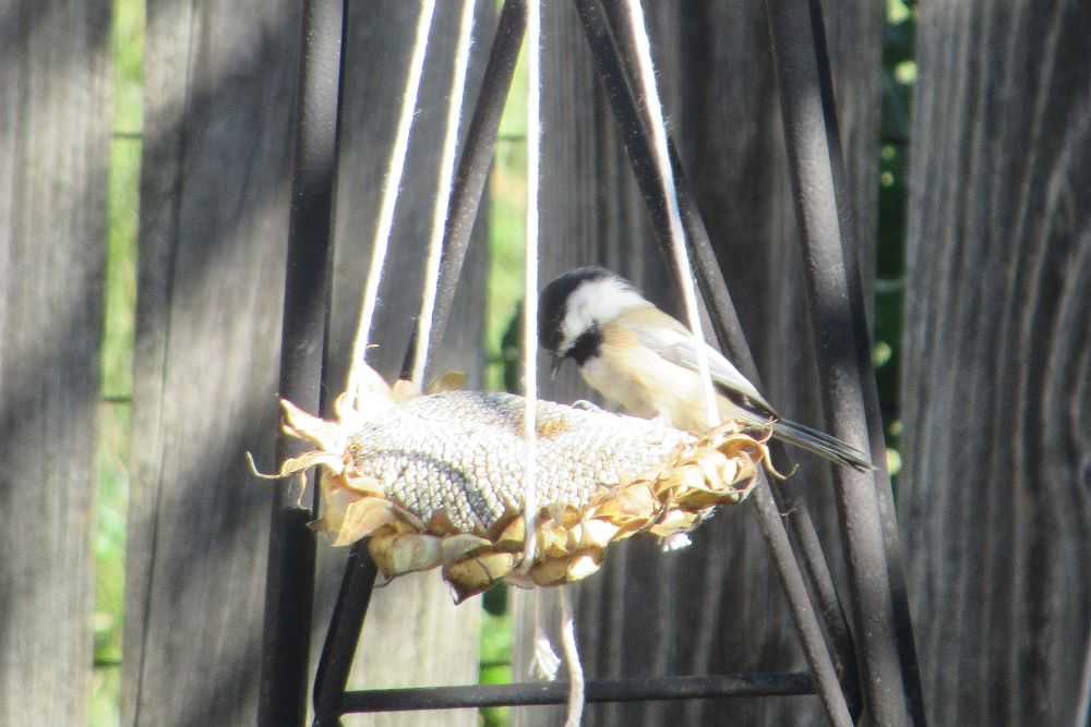 Chickadee bird on DIY sunflower birdfeeder.