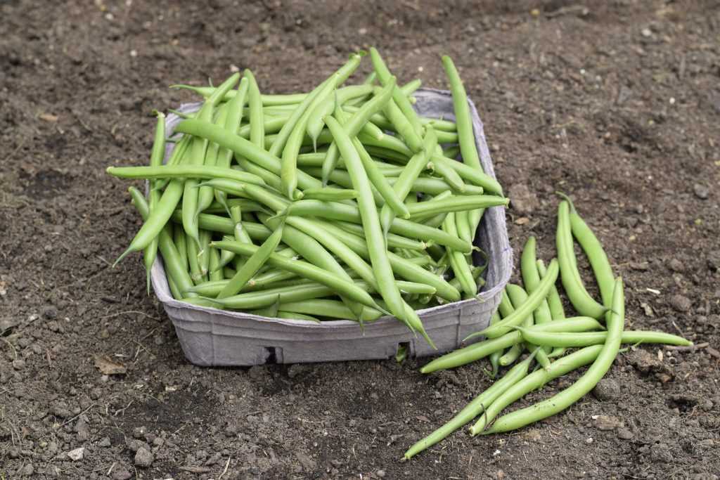 Hickok green beans.