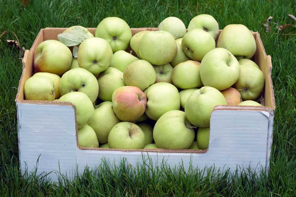 Box full of apples.