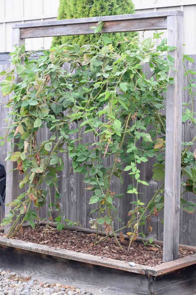 Marion berries on a trellis.