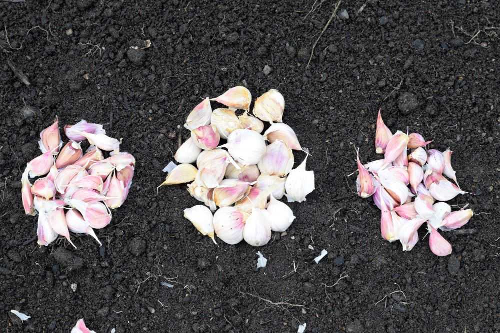 Garlic cloves ready to plant.