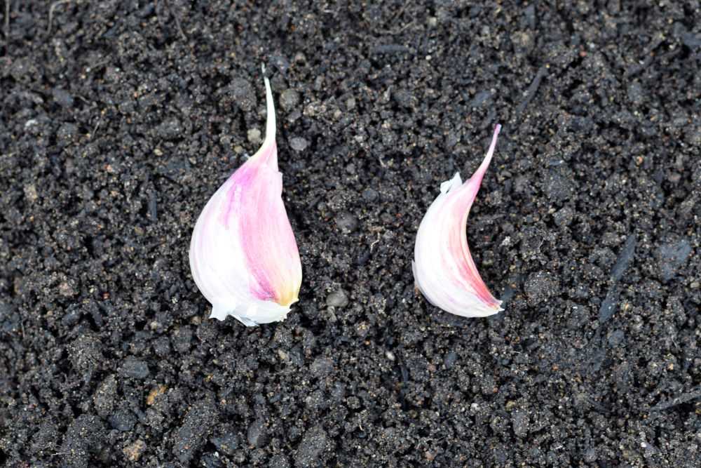 Larger garlic cloves will produce larger plants.