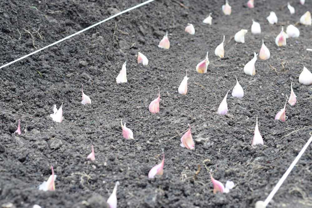 Plant garlic in rows about 6 inches apart.