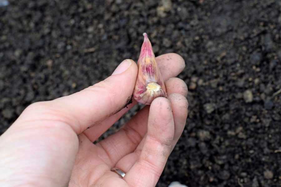 How To Plant Garlic In The Fall Berries And Pie