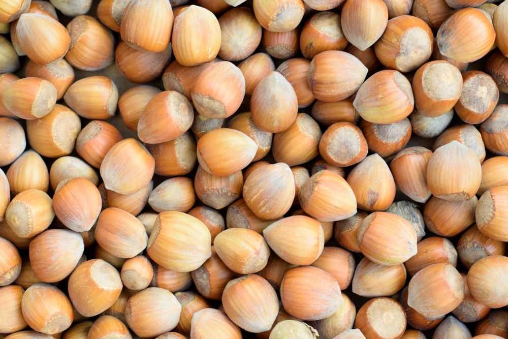 Oregon Hazelnuts (filberts)