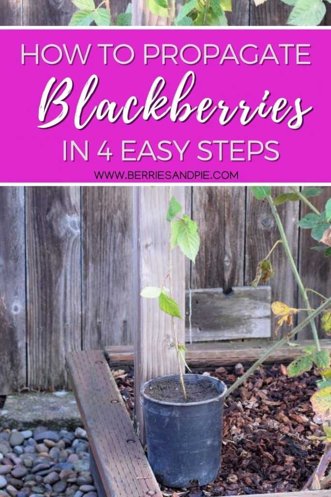 How to Propagate blackberries in 4 easy steps