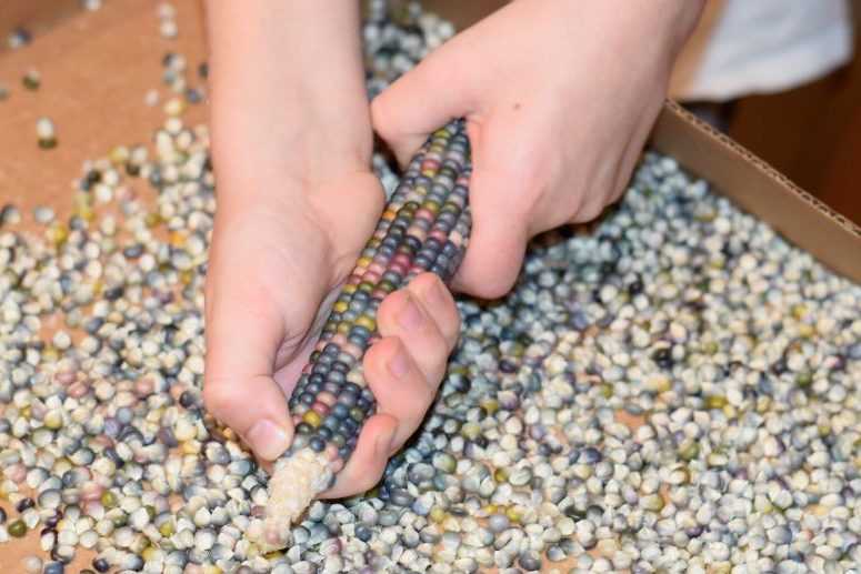 Removing kernels from glass gem popcorn. 