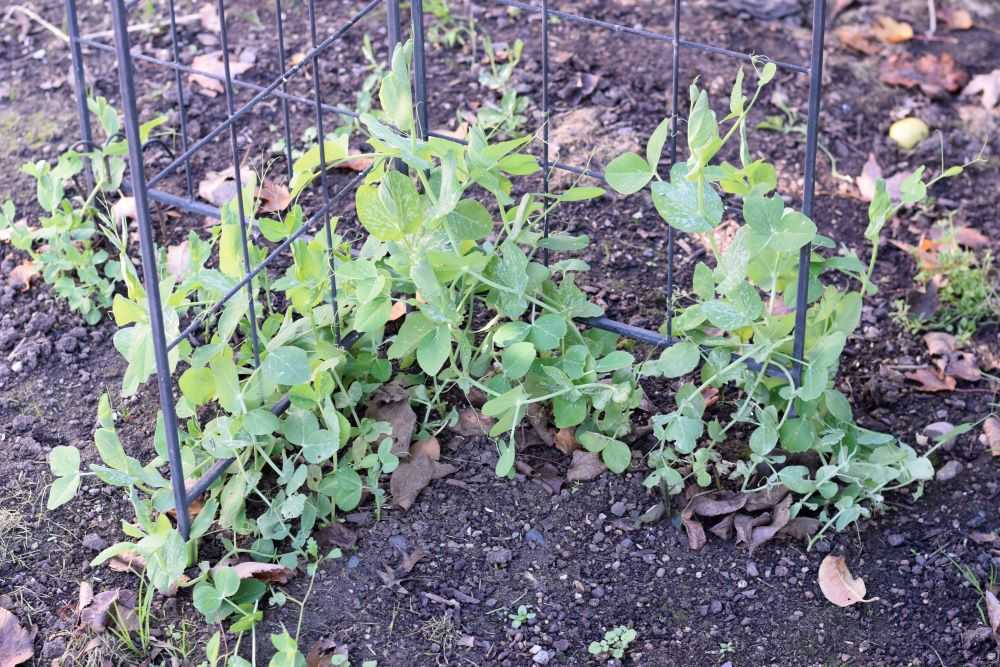 Overwinter peas