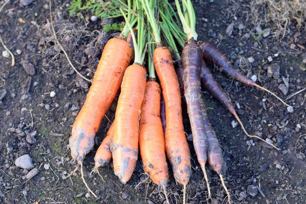 Bolero carrots and Purple Haze Carrots
