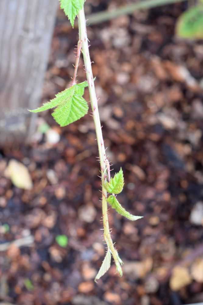 Blackberry primocane for propagation